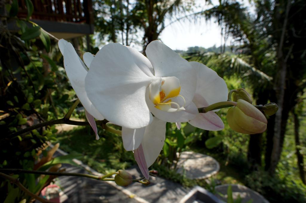 Prashanti Bali Ubud  Exterior photo